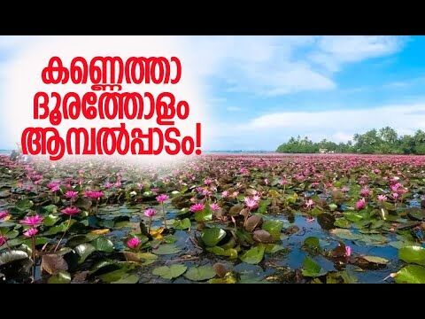 ആമ്പല്‍ വസന്തം കാണാന്‍ നിരവധി പേരാണ് എത്തുന്നത് | Panachikkad Ambattukadavu | Kalakaumudi Online