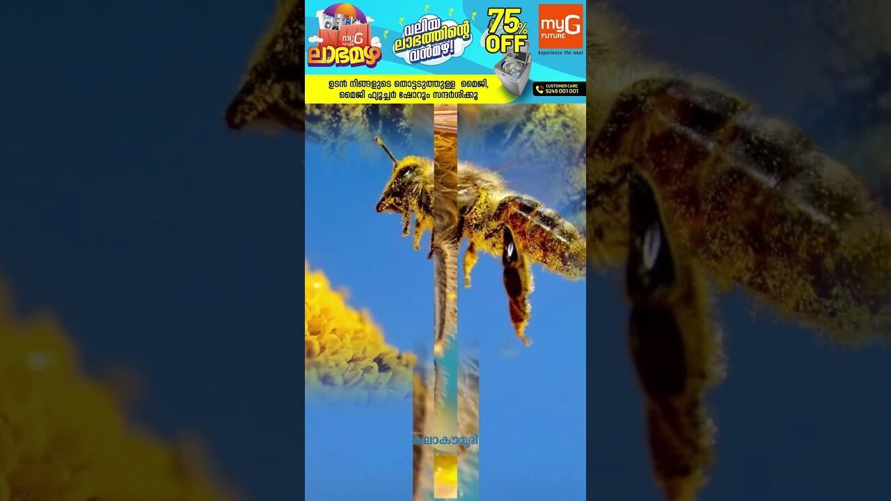 സൈബോര്‍ഗ് ഈച്ചകളെ നിര്‍മ്മിച്ച് ചൈന| Kalakaumudi Online