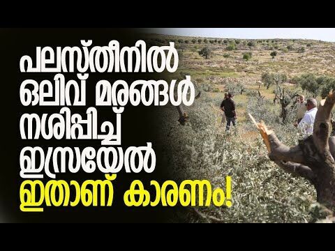 നശിപ്പിച്ചത് 74 ഏക്കറിലെ മരങ്ങള്‍ | IDF uprooted  olive trees in West Bank | Kalakaumudi Online
